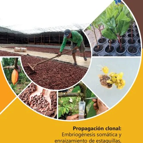 Propagación clonal: Embriogénesis somática y enraizamiento de estaquillas, dos aliados para la producción de cacao (Theobroma cacao L.) en San Martín (Perú)