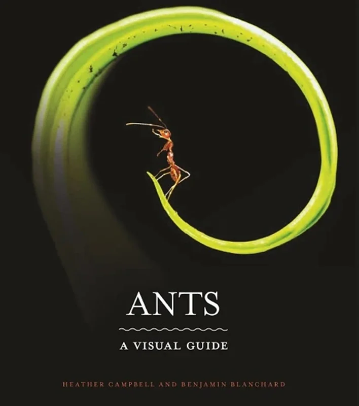 Ants: A Visual Guide
